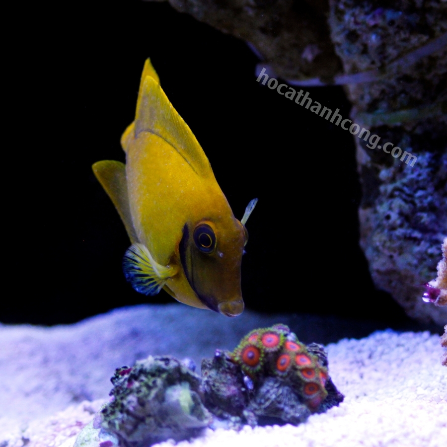 BÊ VÀNG – YELLOW MIMIC TANG (11)