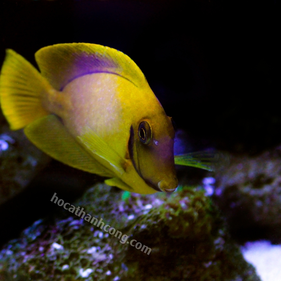 BÊ VÀNG – YELLOW MIMIC TANG (12)