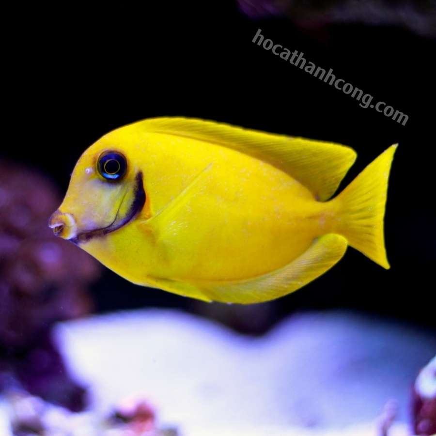 BÊ VÀNG – YELLOW MIMIC TANG (13)