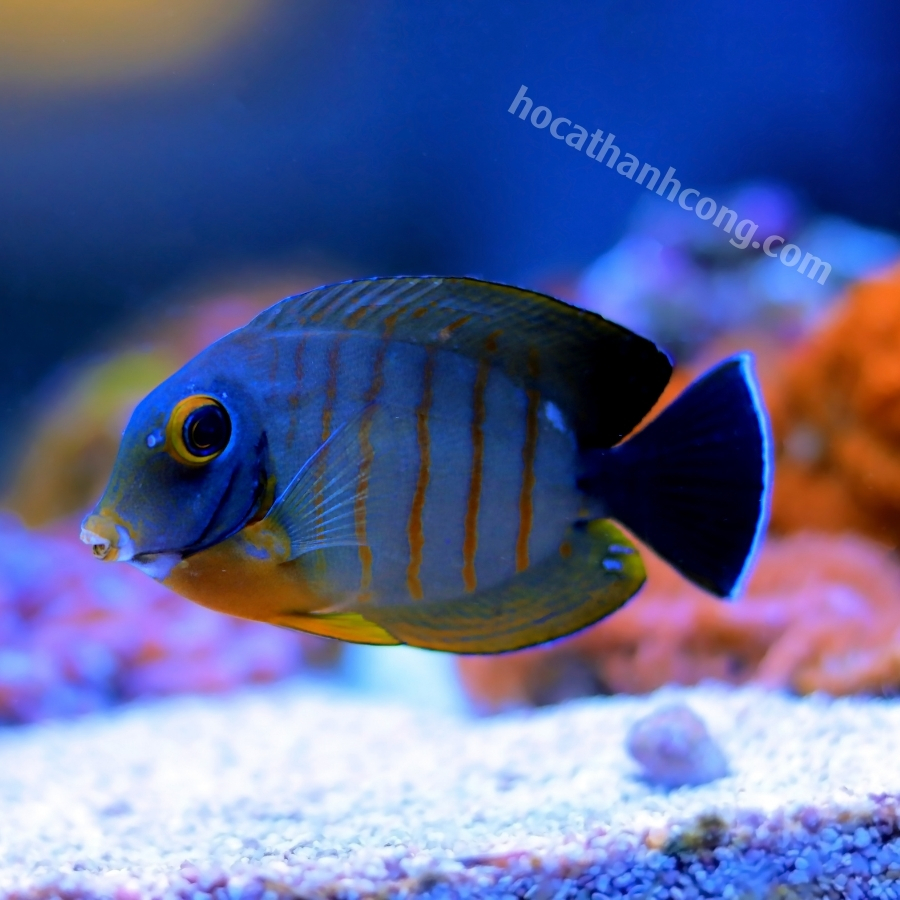 BÊ VÀNG – YELLOW MIMIC TANG (14)