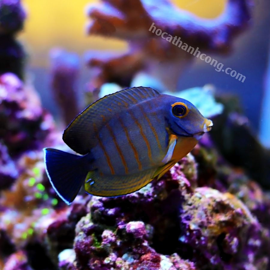 CÁ BÊ VÀNG CÁ BÊ VÀNG