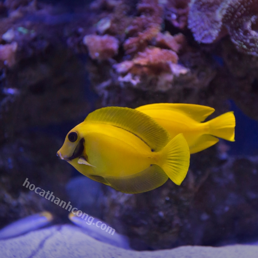 BÊ VÀNG – YELLOW MIMIC TANG (6)