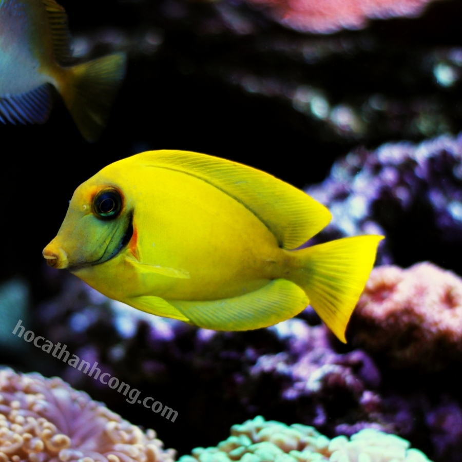 BÊ VÀNG – YELLOW MIMIC TANG (7)