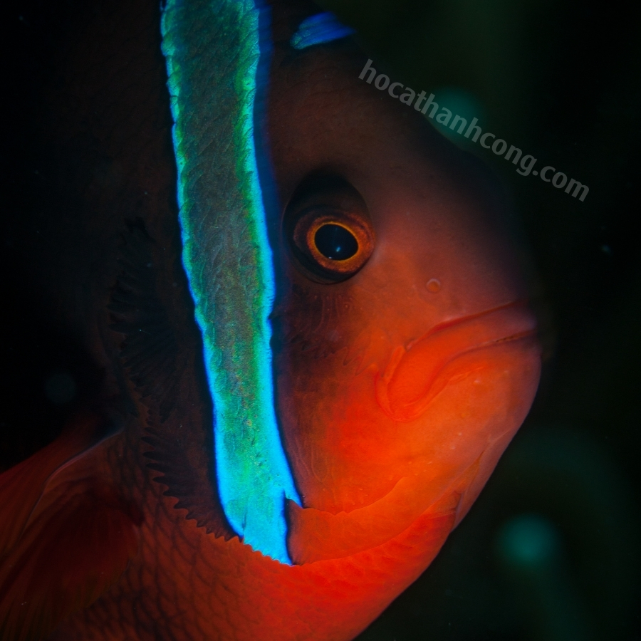 HỀ CÀ CHUA – TOMATO CLOWNFISH HỀ CÀ CHUA – TOMATO CLOWNFISH