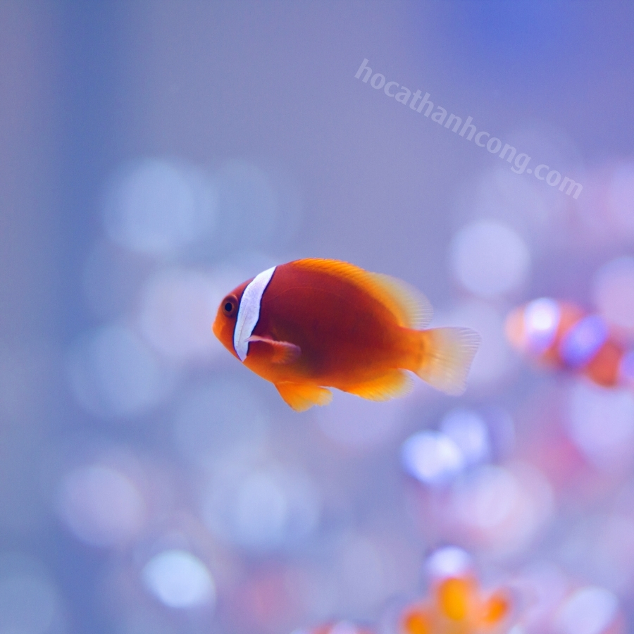 HỀ CÀ CHUA – TOMATO CLOWNFISH (3)