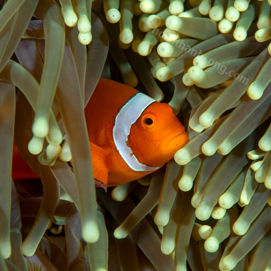 HỀ CÀ CHUA – TOMATO CLOWNFISH (8)
