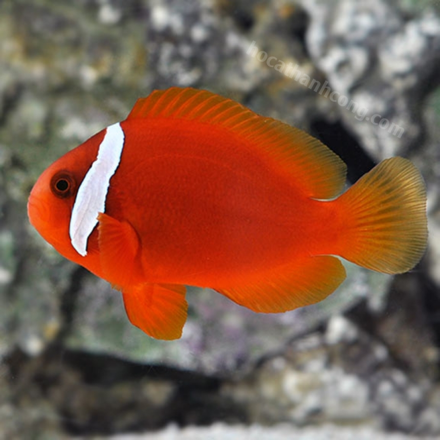 CÁ HỀ CÀ CHUA – TOMATO CLOWNFISH CÁ HỀ CÀ CHUA – TOMATO CLOWNFISH