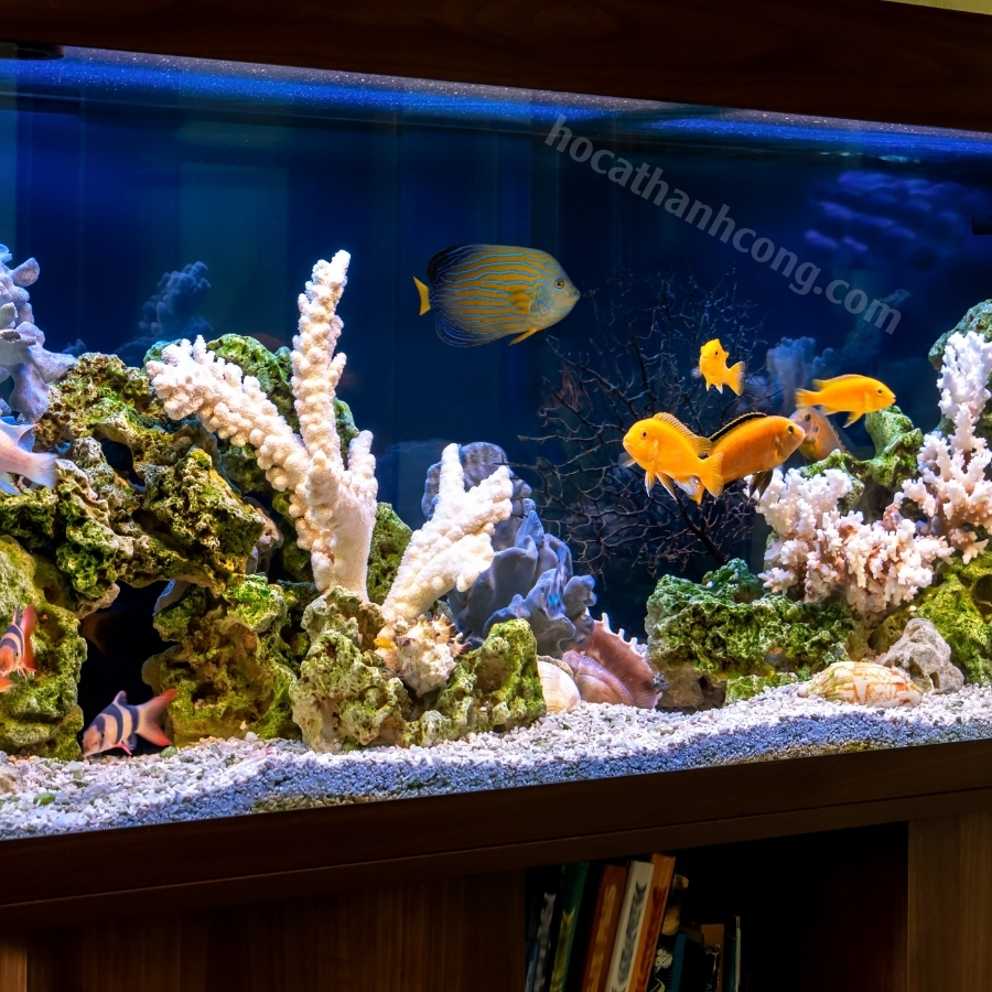 Cá cảnh biển hoàng hậu Cá cảnh biển hoàng hậu