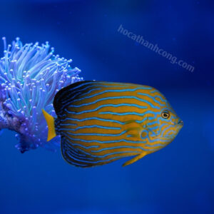 HOÀNG HẬU ĐUÔI VÀNG – BLUELINE ANGEL