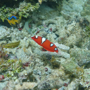 MÓ ĐÈN-RED CORIS WRASSE