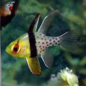 Redeye Cardinal Fish- CÁ SƠN MẮT ĐỎ