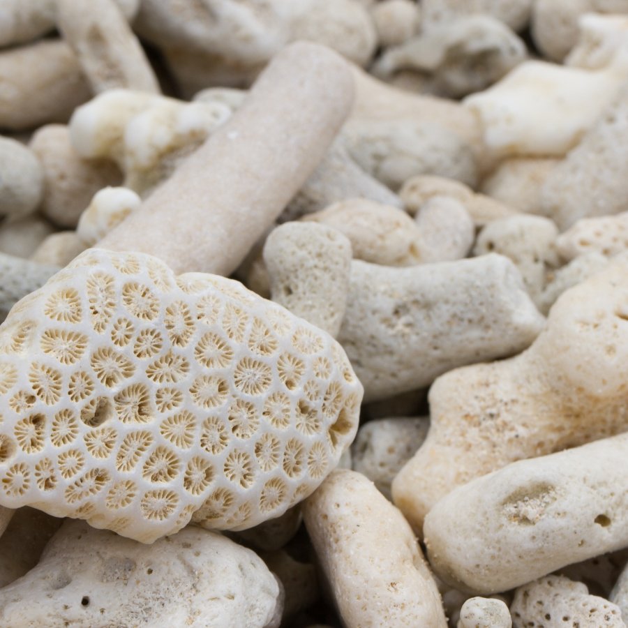 San hô lọc nước