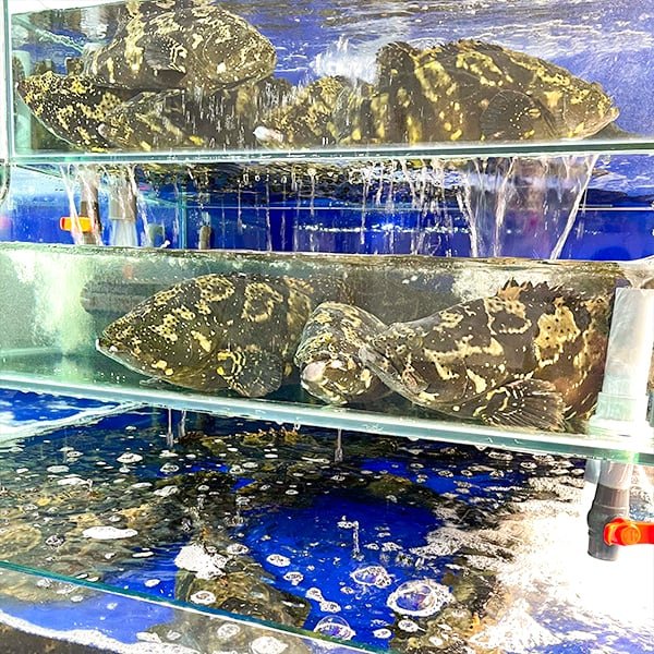 giá cá mú ho chi minh