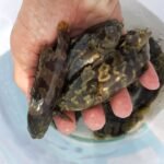 giống cá mú trân châu