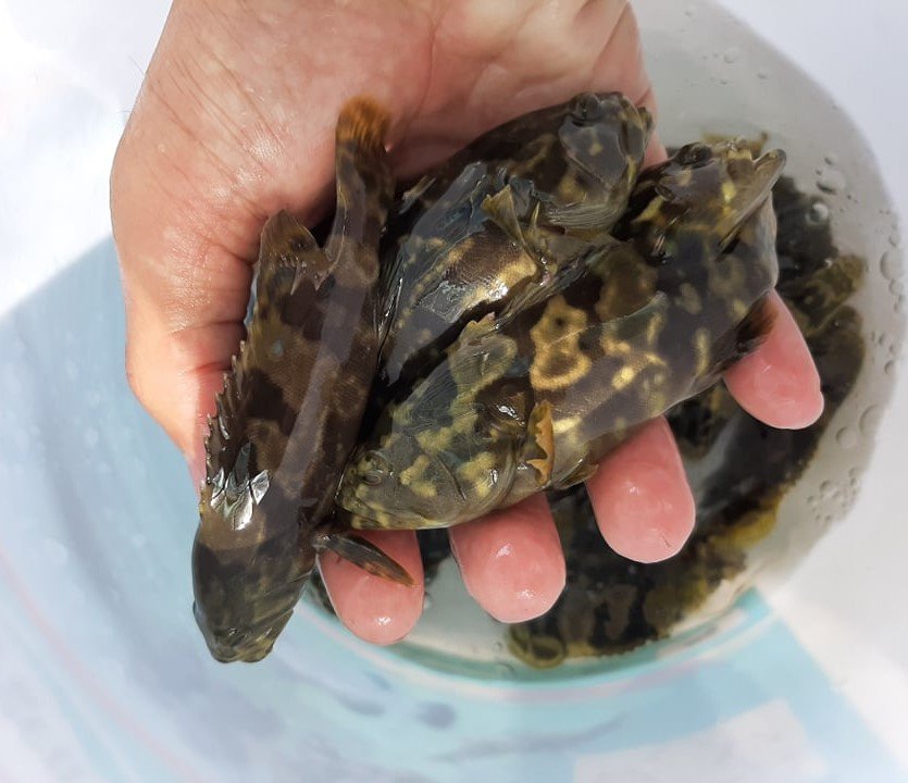 giống cá mú trân châu