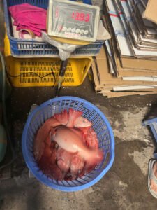 Mua Cá Mú Đỏ
