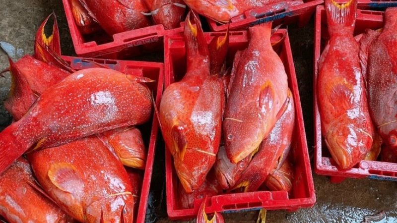 ca-mu-do-bao-nhieu-tien-1kg