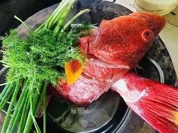 Mua Cá Mú Đỏ